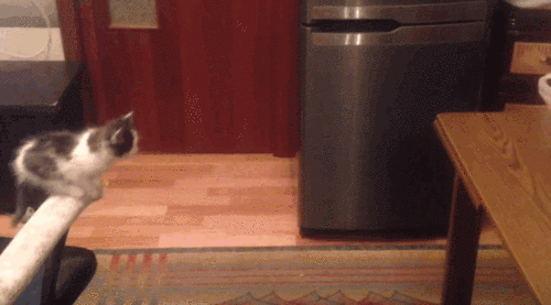 This Adorable Kitten Failing To Jump Onto A Table